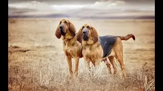 БЛАДХАУНД И ФИЛА БРАЗИЛЕЙРО (БРАЗИЛЬСКИЙ ФИЛА, БРАЗИЛЬСКИЙ МАСТИФ)