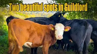 Vlog 195- Chantry Wood and Guildford Castle gardens