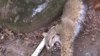 Bobcat Release