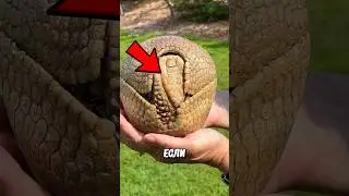 Круглое Существо! 🤯