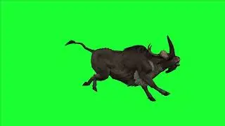 buffalo bull bison cow 3d animation cartoon green screen 4K hd 