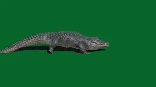 Green screen crocodile video || green screen video