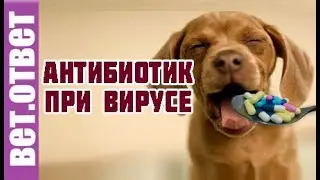 Зачем назначать антибиотики при вирусе у собак.