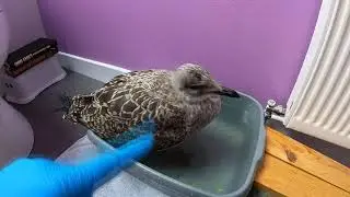 I Hate Seagulls But Now I Have One