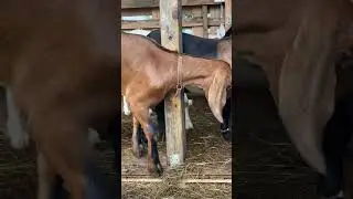 Нубийская козочка ❤️ #любовь #коза #деревня #счасть #молоко