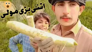 itni bari moli 🤣 34.5kviews 2days ago