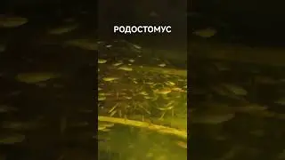 Родостомус