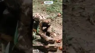 anaconda attack 