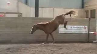 3yo adorado x argentinus