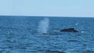Pipette the humpback whale and her calf