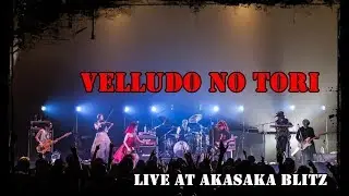 VELLUDO NO TORI + Lullaby (Live Akasaka BLITZ) Letra e Tradução PT-BR