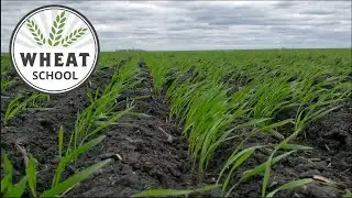 Wheat School: Cultural practices are as effective as a new mode of action