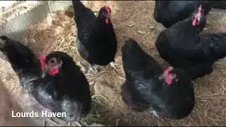 CHICKEN FARMING UPDATE/HERITAGE AT NATIVE CHICKEN//LH Farm