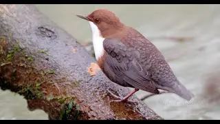 White-throated Dipper (Cinclus cinclus) singing #birds #birdsounds