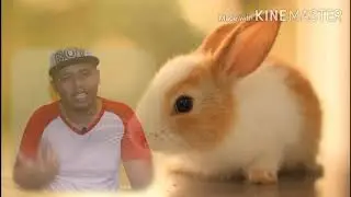 mengapa anak arnab perlu menyusu 60 hari