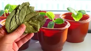 Обязательно Киньте Это При Посадке В Горшок! Любая рассада растет мощная без подкормок!