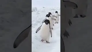 Relaxing video and music