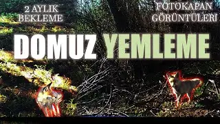 Domuzlara yem bıraktım!! 2 Ay fotokapan Görüntüsü biriktirdim.