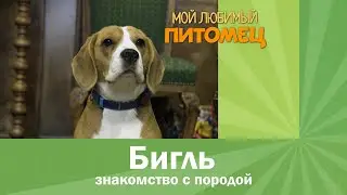 БИГЛЬ: характеристика породы, плюсы и минусы, советы при выборе щенка