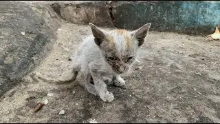 Poor Kitten The Deadly Disease Didn't Have Mercy On Her And No Human Being Had Pity On Her