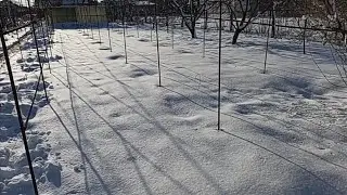 Виноград не укрыт ! Обещают сильные морозы !