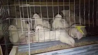 How to form an incubation colony of quails.