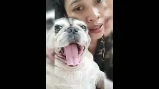 KISAH TKW HONGKONG KERJA MENJADI PENGASUH ANJING DAN DOGGY GENDUT ,LUCU BIKIN GEMES