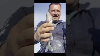 Маленькие бандиты не дают скучать 
