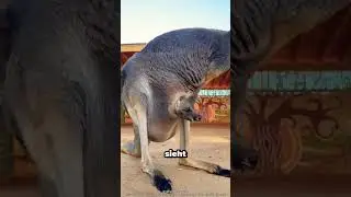 What happens when a baby kangaroo finds the wrong pouch?