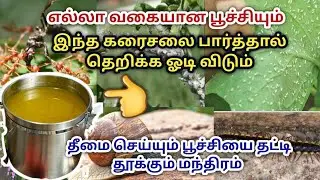 எல்லா வித பூச்சியையும் தட்டி தூக்கும் கரைசல் | Homemade organic pesticide liquid | poochi viratti🦗🐛🐌