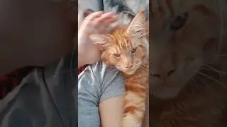 Других гладить низя! Только Антюшу) #мейнкун #мейнкункотята