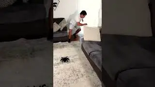 Spider Prank 🤯😜 