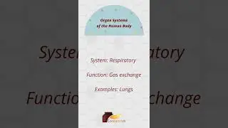 Organ Systems of the Human Body | Respiratory System