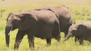 Baby Elephants Are Adorable! Learn Fun Facts About Baby Elephants!