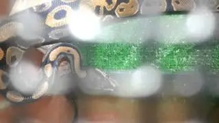 Baby ball python farting really loud