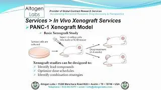 Altogen Labs PANC-1 Xenograft Service Pancreatic Cancer