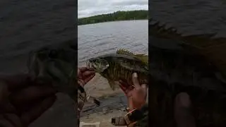Bass fishing, the fish still biting drop shot for the win #shorts #bassfishing