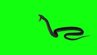 Snake Green Screen Free no copyrighted