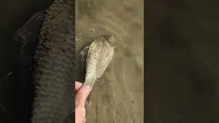 На рыбалке выпускаю рыбу карась 2 #рыбалка #fishing #fish #рыба