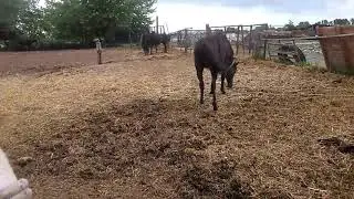 THE STALLION IS OFFENDED! NOW HE DOESN'T WANT MARES! // ЖЕРЕБЕЦ ОБИДЕЛСЯ! ТЕПЕРЬ ОН НЕ ХОЧЕТ КОБЫЛ!