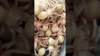 Малыши пауков птицеедов. дети пауков. Нимфы II. #птицеед #spider #животные #animals #arachnid
