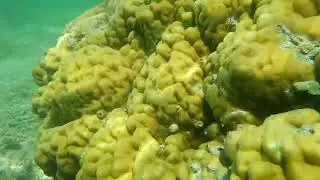 Snorkeling Mauritius