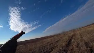 Первые звонки работы Эстонской гончей по зайцу!