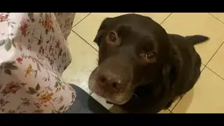 Несчастный лабрадор и жадный хозяин)