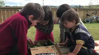 Bee hospital