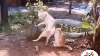 Itlar jangi итлар жанги