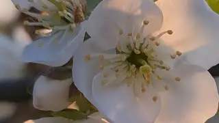 Meggyfavirág / Meggyfavirágzás