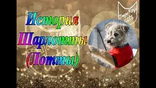 Собака из приюта: история Шарлотты | бывшая бездомная собака