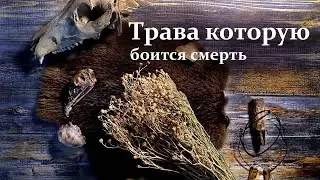 Обряд очищения дома от негатива Ритуал с гармалой. Адыраспан, исрык, узерлик