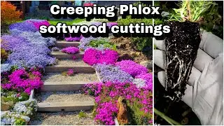 #Propagating CREEPING PLOX w/softwood cuttings || Get unlimited FREE Plants 👍🪴